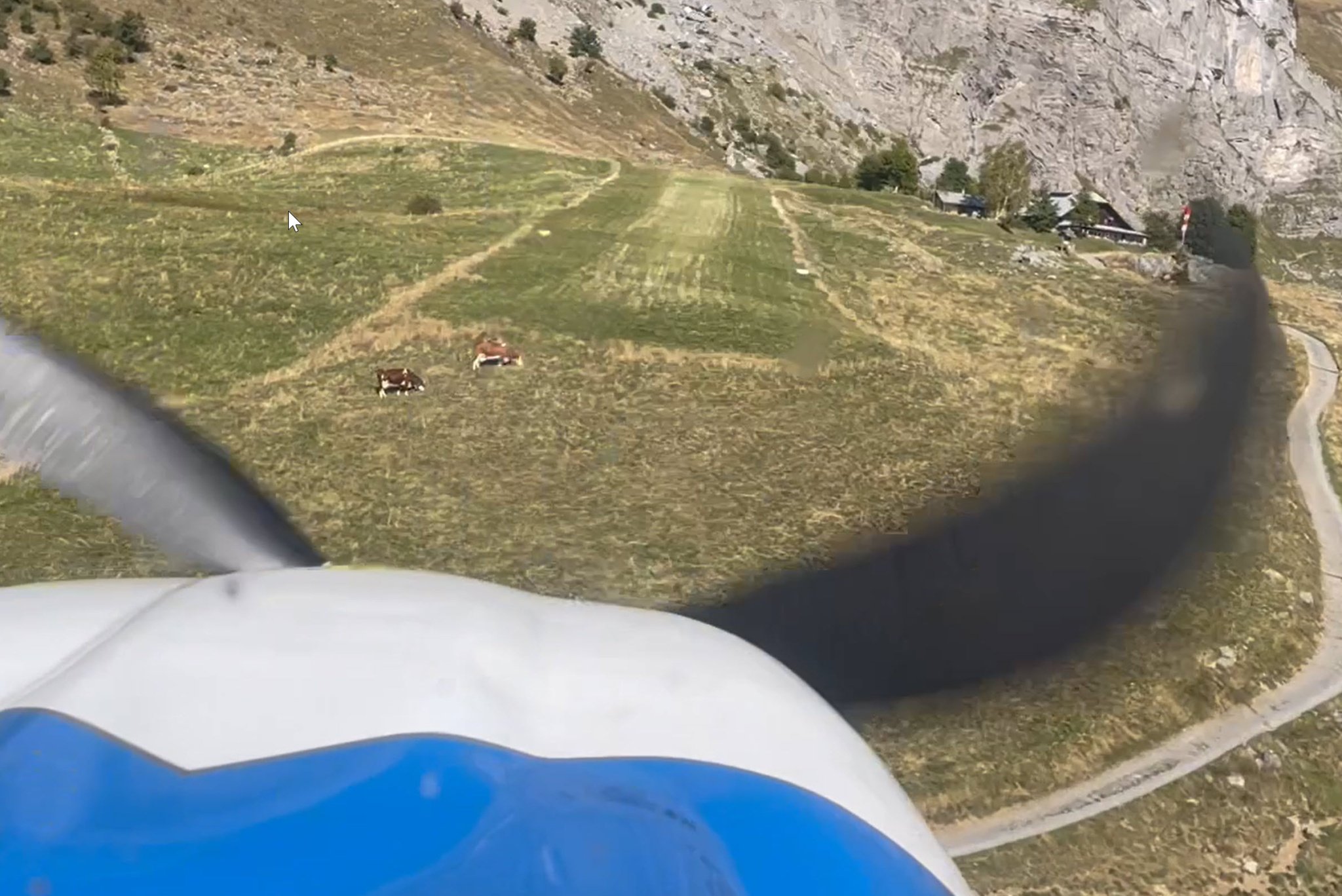 Kühe: entweder respektlos, zu flugzeuggewohnt oder schwerhörig